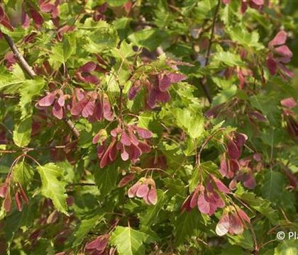 Acer tataricum ssp. ginnala Acer tataricum ssp. ginnala