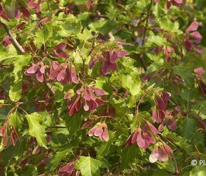 Acer tataricum ssp. ginnala