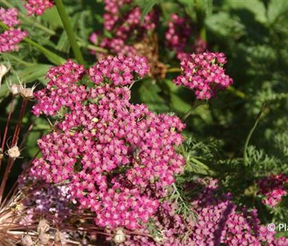 Achillea millefolium 'Cerise Queen'