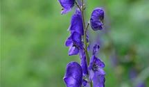 Blauer Eisenhut