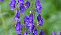 Blauer Eisenhut
