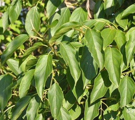 Actinidia arguta 'Issai'