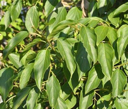 Actinidia arguta 'Issai'