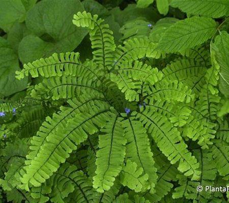 Adiantum pedatum