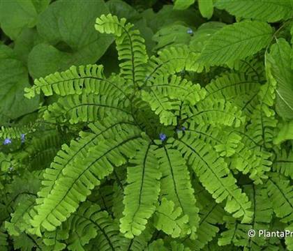 Adiantum pedatum