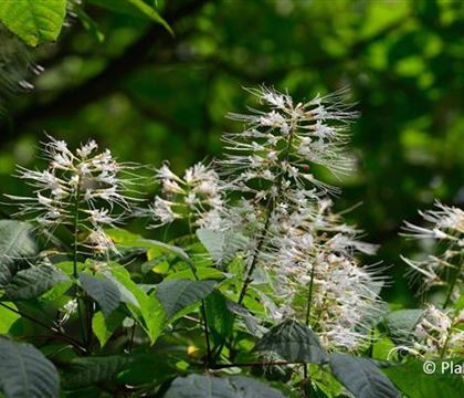 Aesculus parviflora Aesculus parviflora