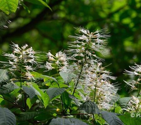 Aesculus parviflora Aesculus parviflora