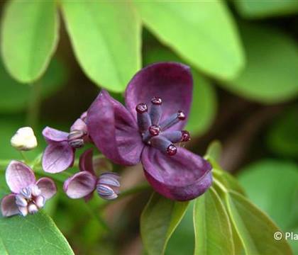 Akebia quinata
