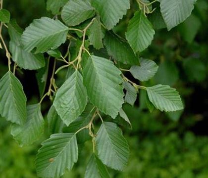 Alnus incana