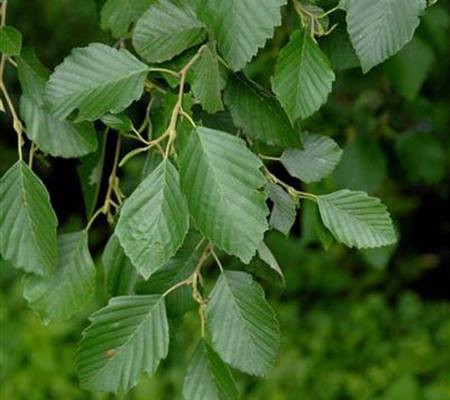 Alnus incana
