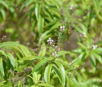 Aloysia triphylla Aloysia triphylla