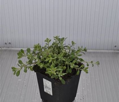 Alyssum montanum 'Berggold'