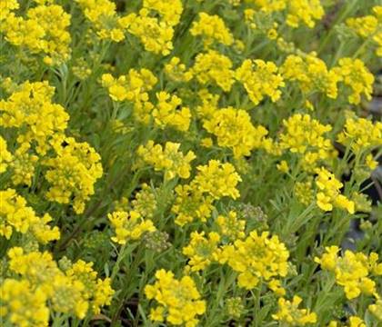 Alyssum montanum 'Berggold'