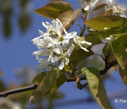 Amelanchier 'Ballerina'