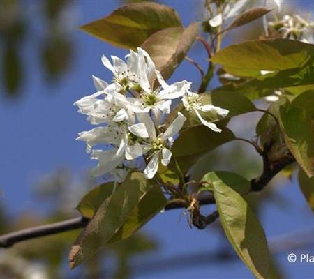 Amelanchier 'Ballerina'