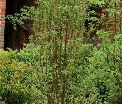 Amelanchier alnifolia 'Obelisk'