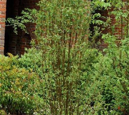Amelanchier alnifolia 'Obelisk'