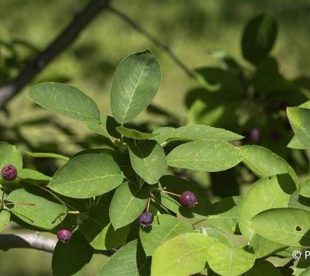 Amelanchier lamarckii