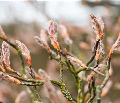 Amelanchier lamarckii