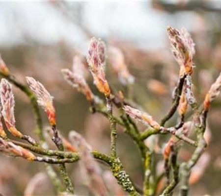Amelanchier lamarckii