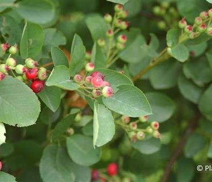 Amelanchier ovalis
