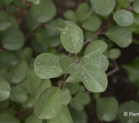 Amelanchier rotundifolia 'Helvetia'