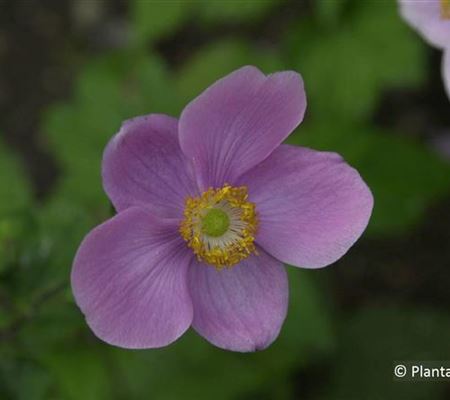 Anemone hybrida (x) 'Ouvertüre' Anemone hybrida (x) 'Ouvertüre'