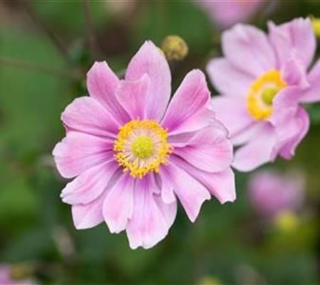 Anemone hybrida (x) 'Ouvertüre'