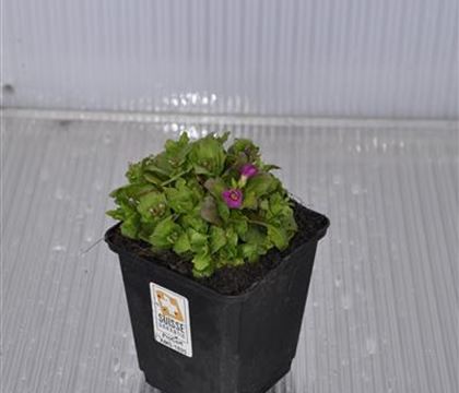 Arabis arendsii (x) 'Compinkie'