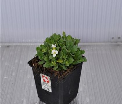 Arabis caucasica 'Schneehaube' Arabis caucasica 'Schneehaube'