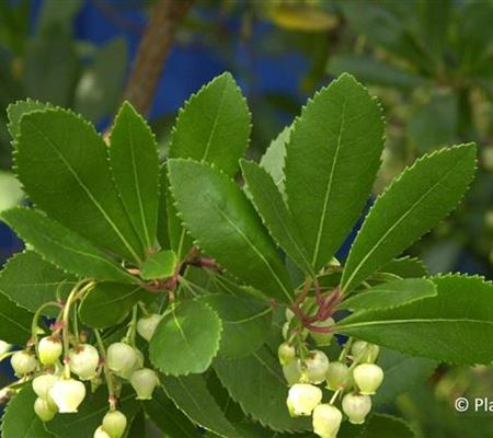 Arbutus unedo
