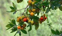 Erdbeerbaum