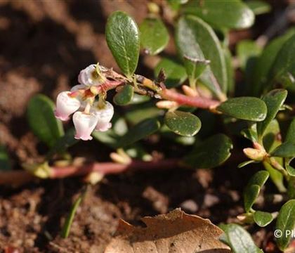 Arctostaphylos uva-ursi Arctostaphylos uva-ursi