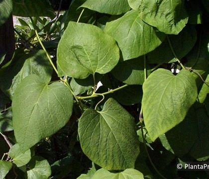 Aristolochia macrophylla