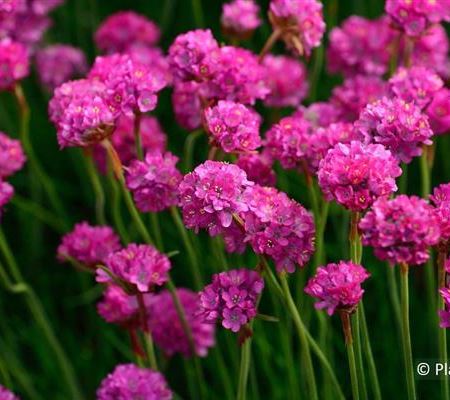 Armeria maritima 'Splendens'
