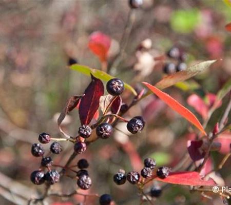 Aronia arbutifolia 'Brilliant'