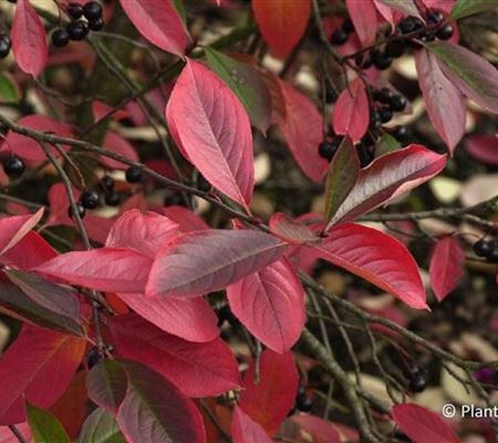 Aronia melanocarpa