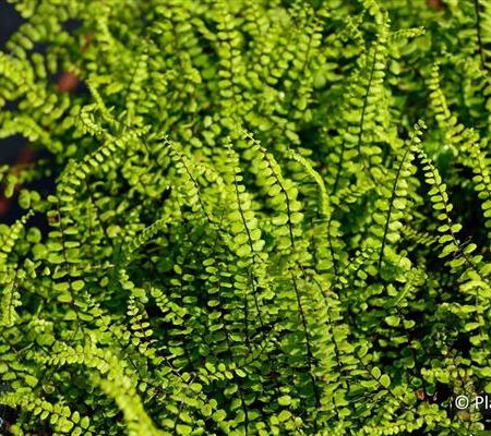 Asplenium trichomanes Asplenium trichomanes