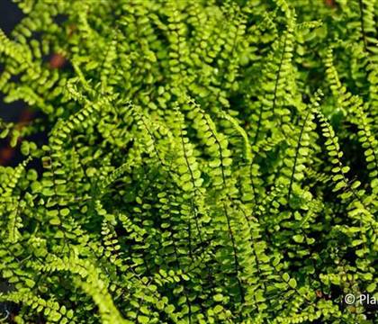 Asplenium trichomanes