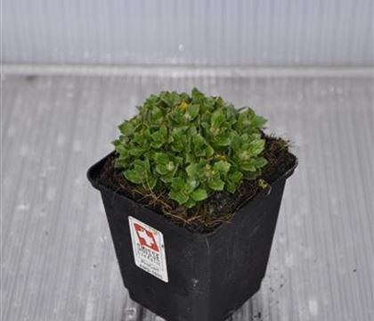 Aubrieta x cultorum 'Hamburger Stadtpark'