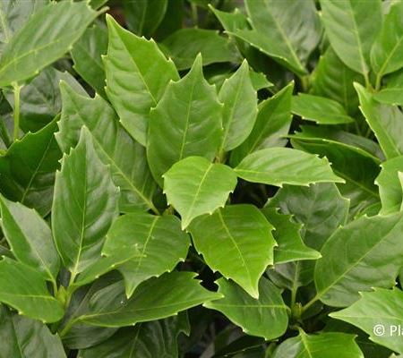 Aucuba japonica 'Rozannie'