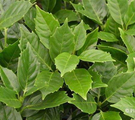Aucuba japonica 'Rozannie'