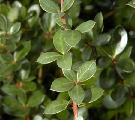 Berberis buxifolia 'Nana' Berberis buxifolia 'Nana'