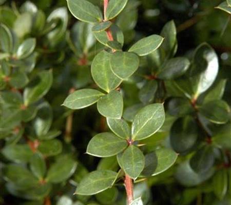 Berberis buxifolia 'Nana'