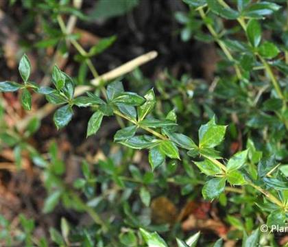 Berberis candidula
