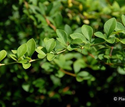 Berberis thunbergii Berberis thunbergii