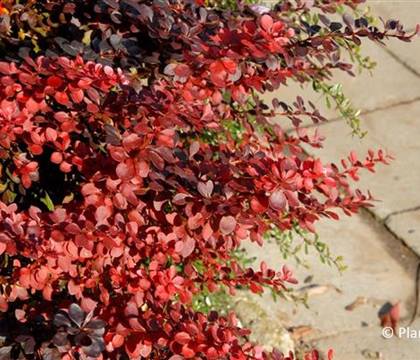 Berberis thunbergii 'Atropurpurea'