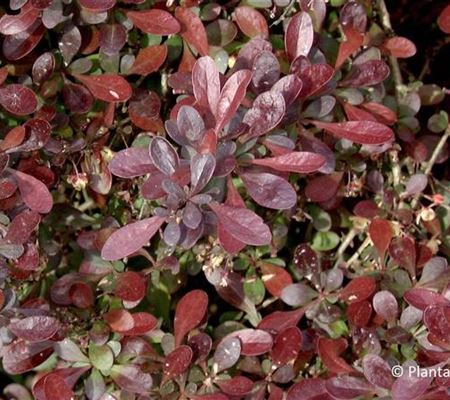 Berberis thunbergii 'Atropurpurea Nana'