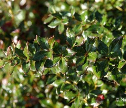 Berberis verruculosa