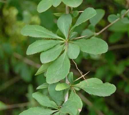 Berberis vulgaris